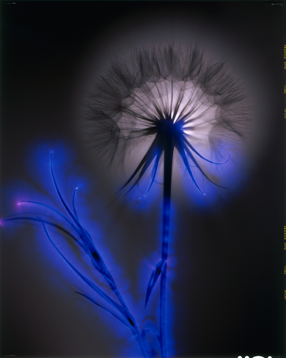 Salsify (2005)