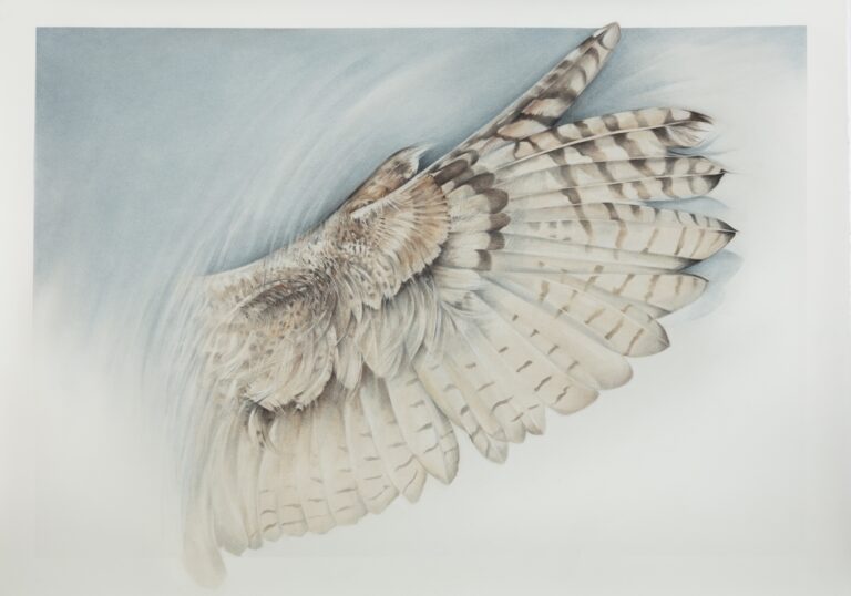 Susan Manchester, Silent Wing - Great Horned Owl
