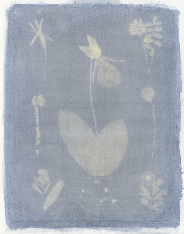 Blue Delphinium, Plate 35, 2023
Anthotype, archival pigment print; 40 x 31.5” Ed of 6; 21 x 16.5” Ed of 6